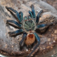 Male GBB