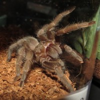 Grammostola pulchra (Bulldozer)