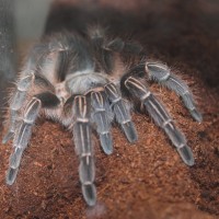 Aphonopelma seemani