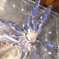 Freshly molted P metallica