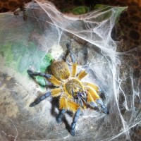 H. pulchripes feeding