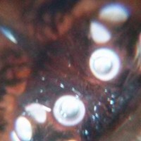 alien eyes of p. regalis :)