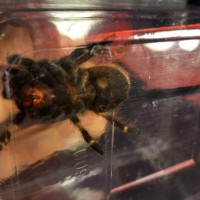 N. Chromatus Sex