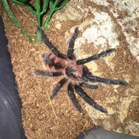 Pamphobeteus sp "machala"