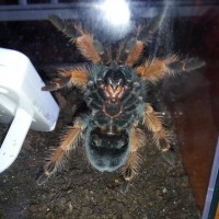 Brachypelma boehmei, Male or Female?