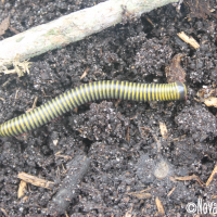 Bumblebee Millipede