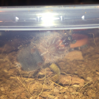 Grammostola pulchripes