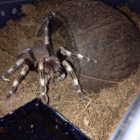 n chromatus feeding