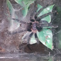 Phormictopus sp green