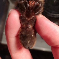 Μonocentropus balfouri!