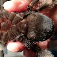 Brachypelma smithi