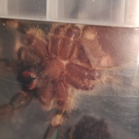 P.regalis