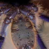 Omothymus violaceopes [ex-Lampropelma violaceopes]