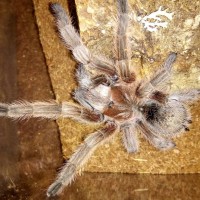 Grammostola sp "North" recently molted