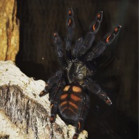 P. irminia