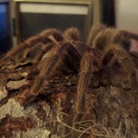 Grammostola