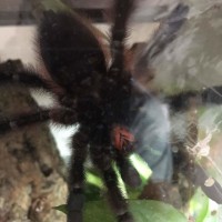 Avicularia versicolor