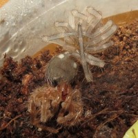 Freshly Molted Acanthoscurria geniculata Sling