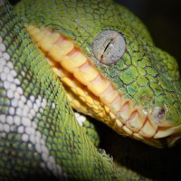 Amazon Basin Emerald