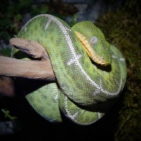 Amazon Basin Emerald