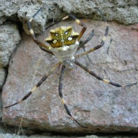 Large orb weaver from Argentina