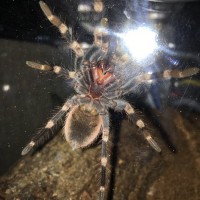 N. chromatus sexing help