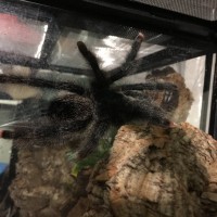 Avicularia metallica