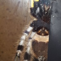 P. Regalis sexing