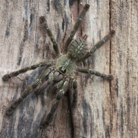 Poecilotheria rufilata