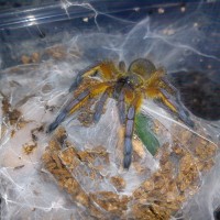 Harpactira pulchripes