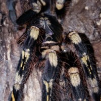 AF P.subfusca