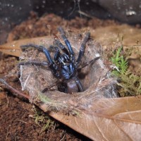 Thrigmopoeus psychedelicus