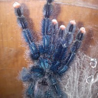 Avicularia metallica „Cayenne”