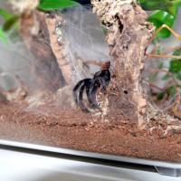 Chromatopelma cyaneopubescens