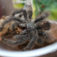 A. avicularia