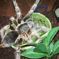 A. Seemanni