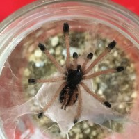 Avicularia Metallica?