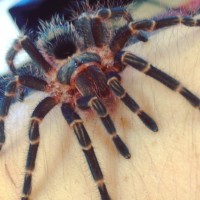 G. Pulchripes