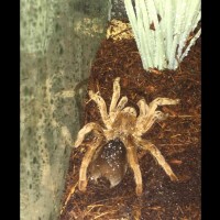 Australian tarantula