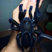 Tarantula id