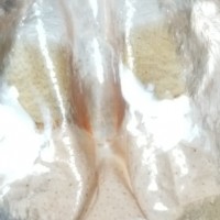 Brachypelma albopilosum ~3" DLS