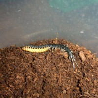 small black pede