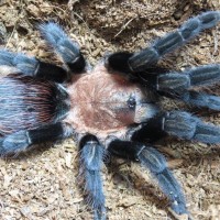 Brachypelma vagans???