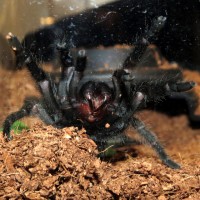 Are You Threatening Me? (♀ Grammostola pulchra 3.5")