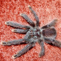 "Zelda" A. avicularia