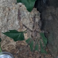 P.fasciata MM