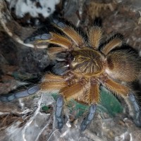 H.pulchripes