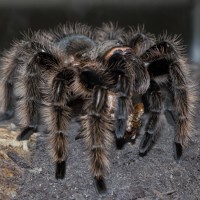 0.1 B. albo "Nicaraguan" Munching on a Male Dubia