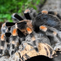 Juvenile B.Smithi