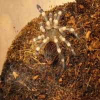 A. genic post molt